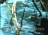 Видео клип на Жълтоуха водна змия - 