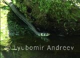 Видео клип на Жълтоуха водна змия - 