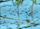 Видео клип на Жълтоуха водна змия - 