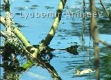 Видео клип на Жълтоуха водна змия - 