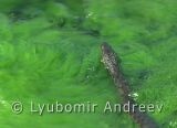Видео клип на Сива водна змия - 